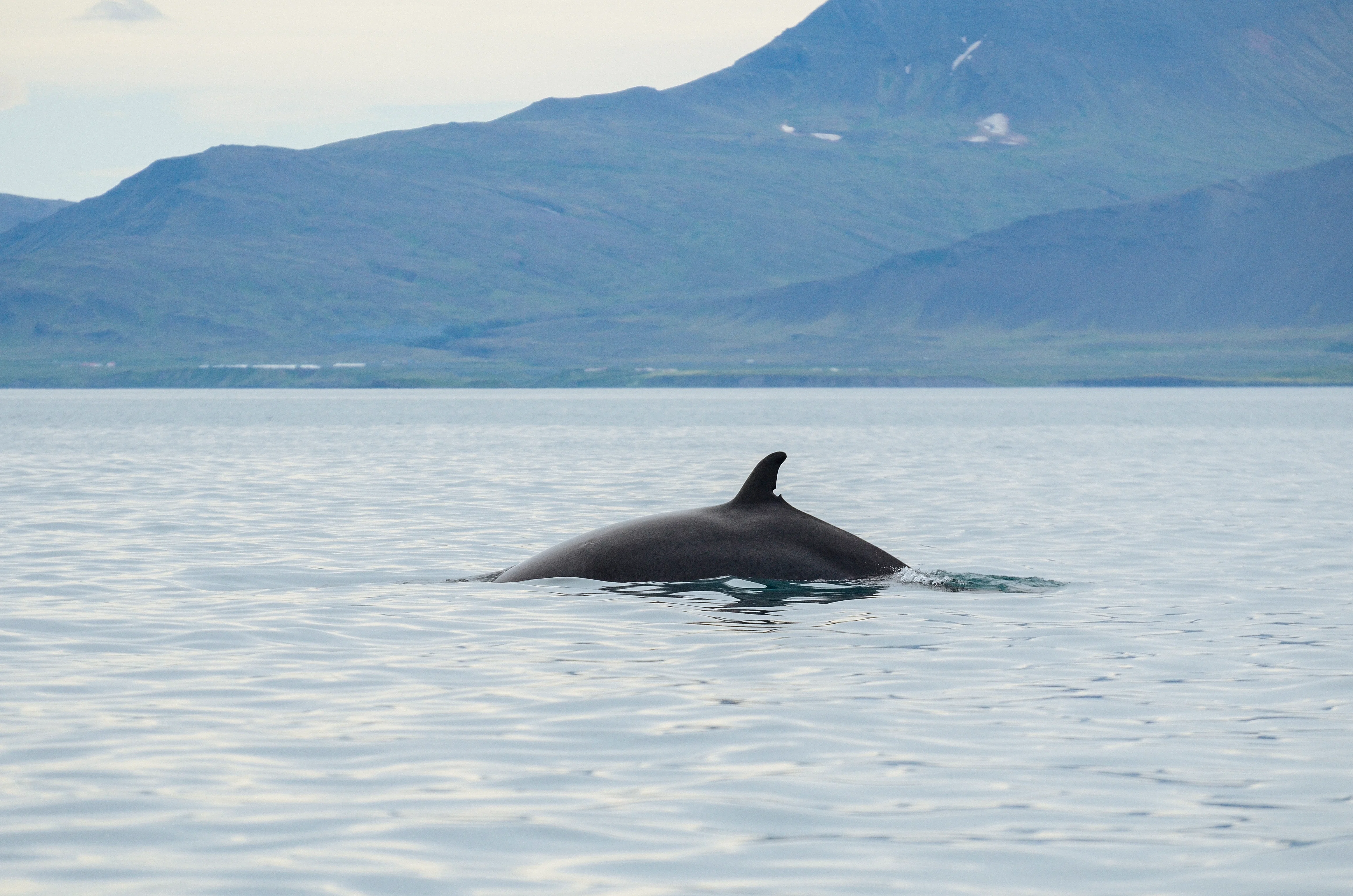 Landscape views on Whales & FlyOver Iceland