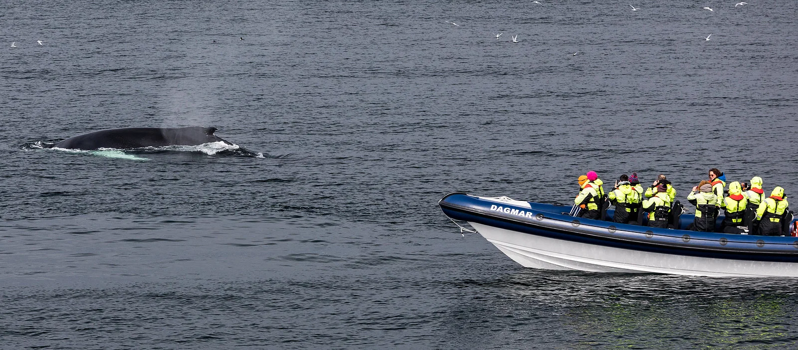 Sights along RIB Whale Expedition: 2-Hour High-Speed Adventure