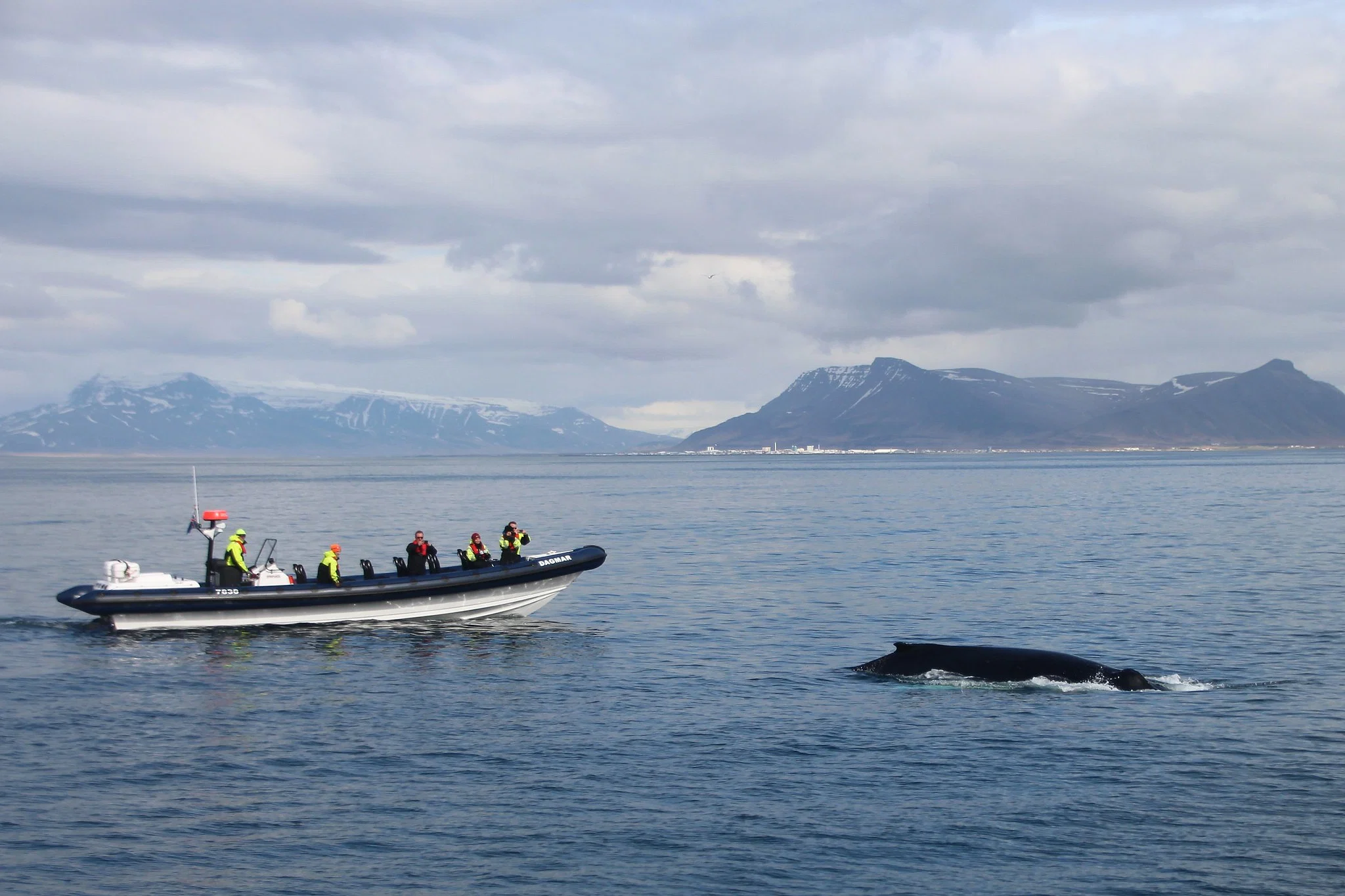 Landscape views on RIB Whale Expedition: 2-Hour High-Speed Adventure