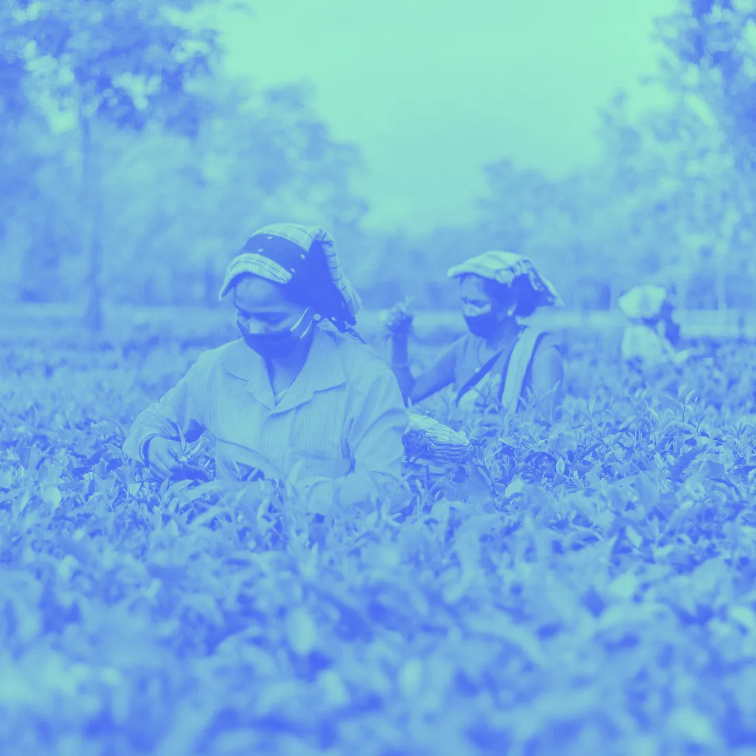 Women working in a tea plantation | Duotone Effect