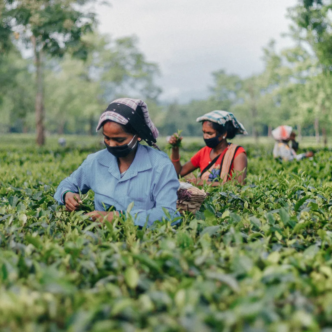 Women working in a tea plantation