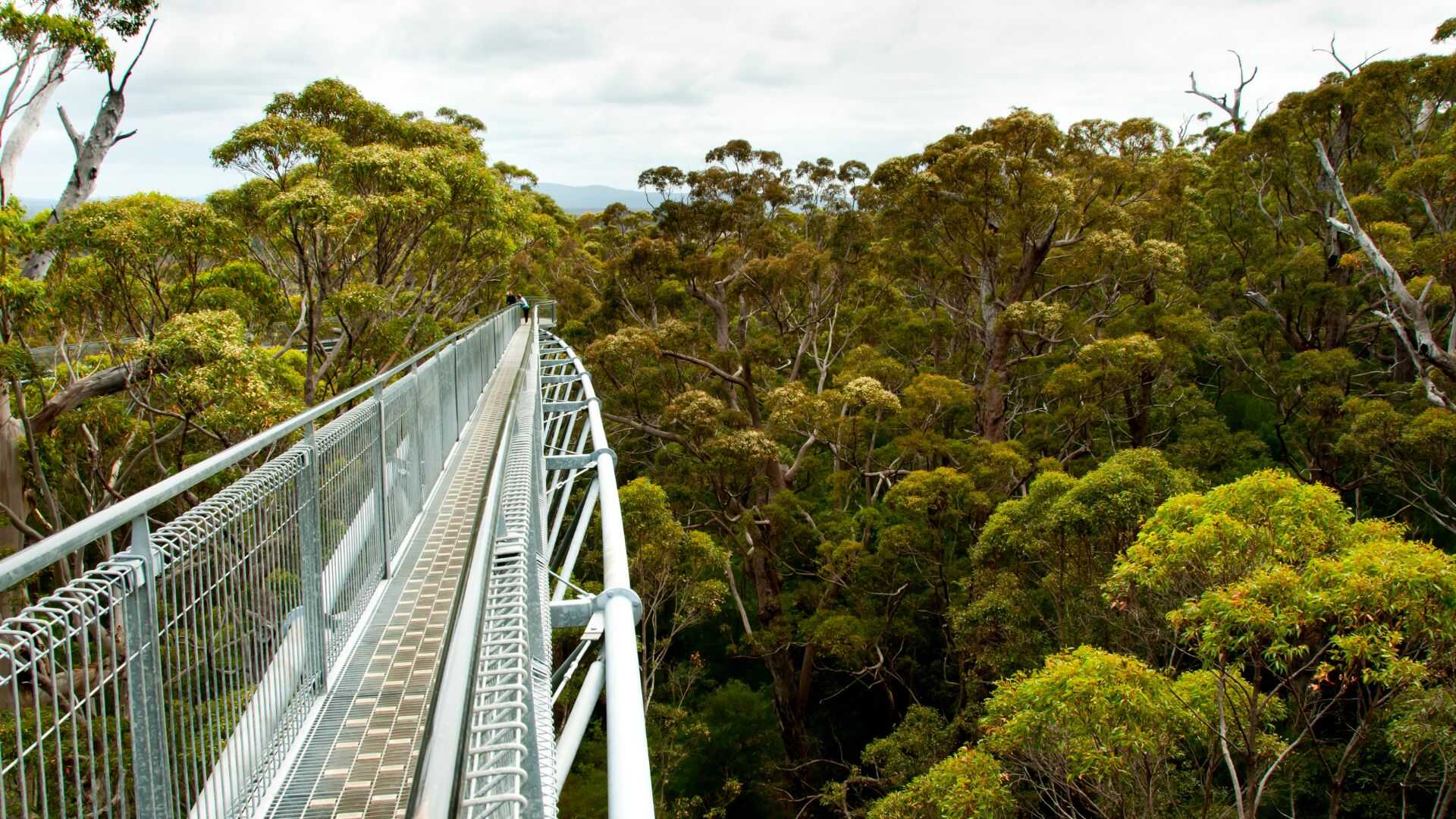 Valley of The Giants