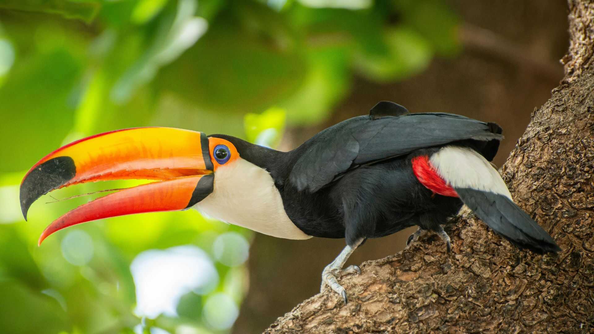 Tukan v Amazonii