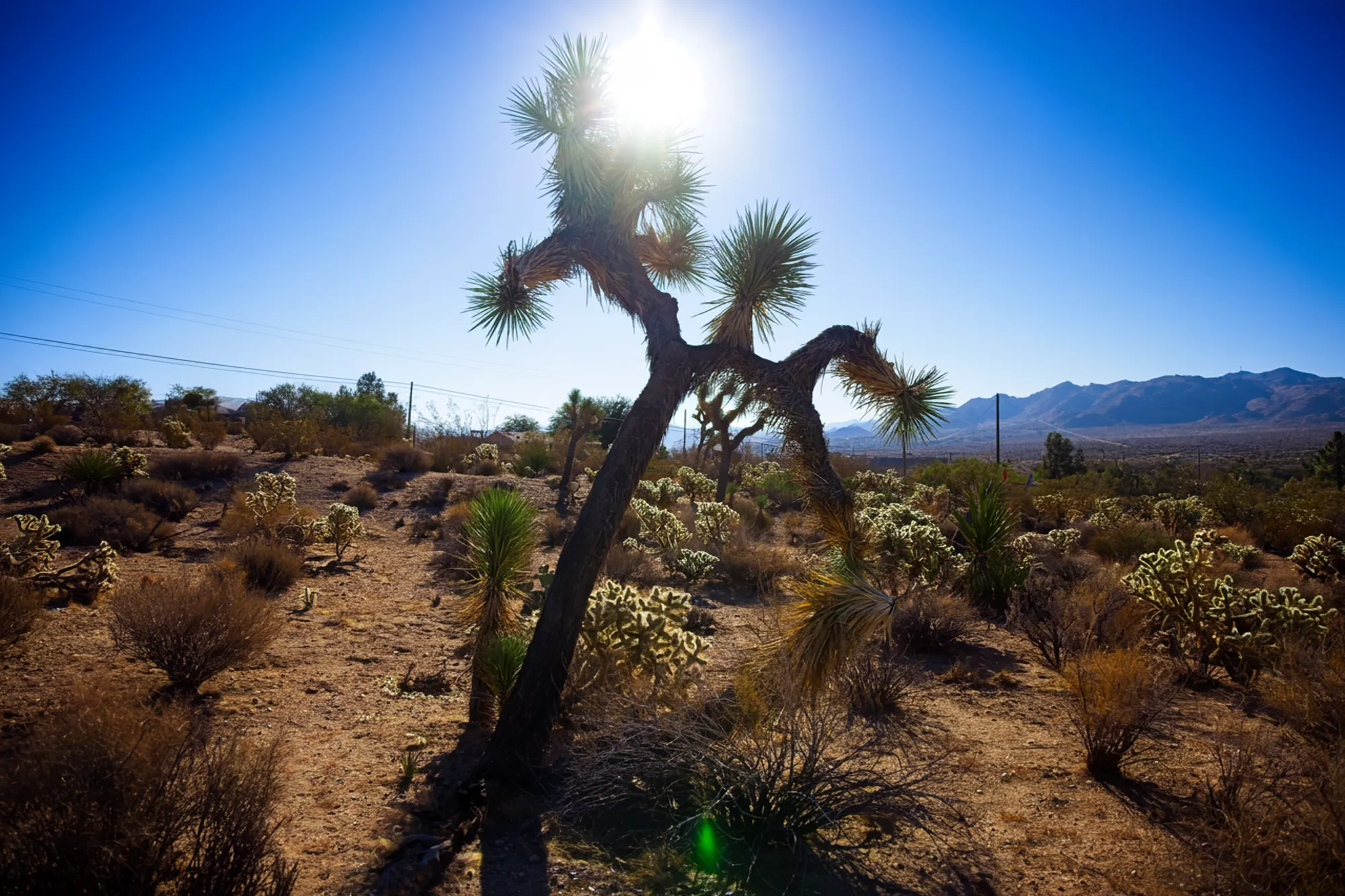 Sun shining behind a distinctive Joshua tree in a desert landscape with mountains in the background under a clear blue sky.