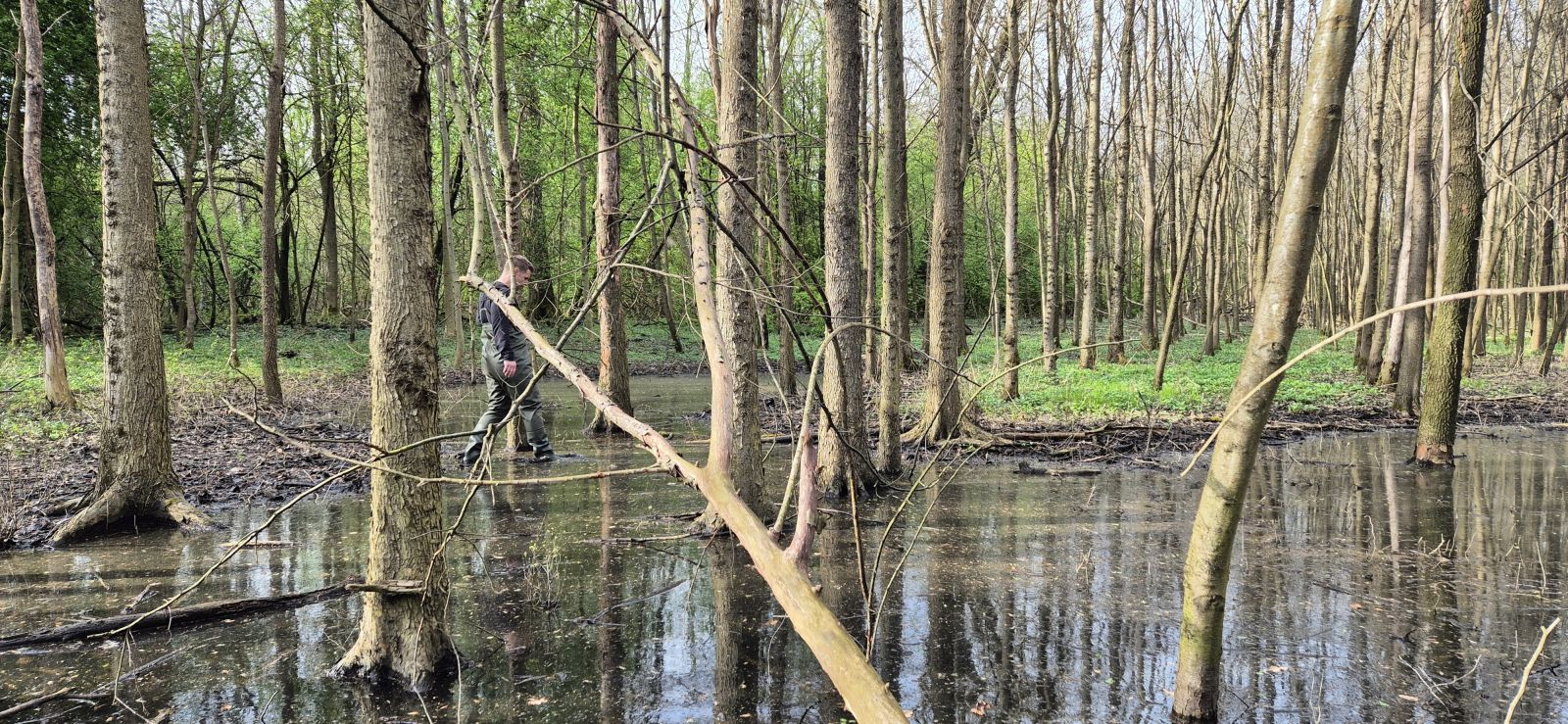 Mergin Maps case studies - [QGIS] Managing mosquito populations with Mergin Maps