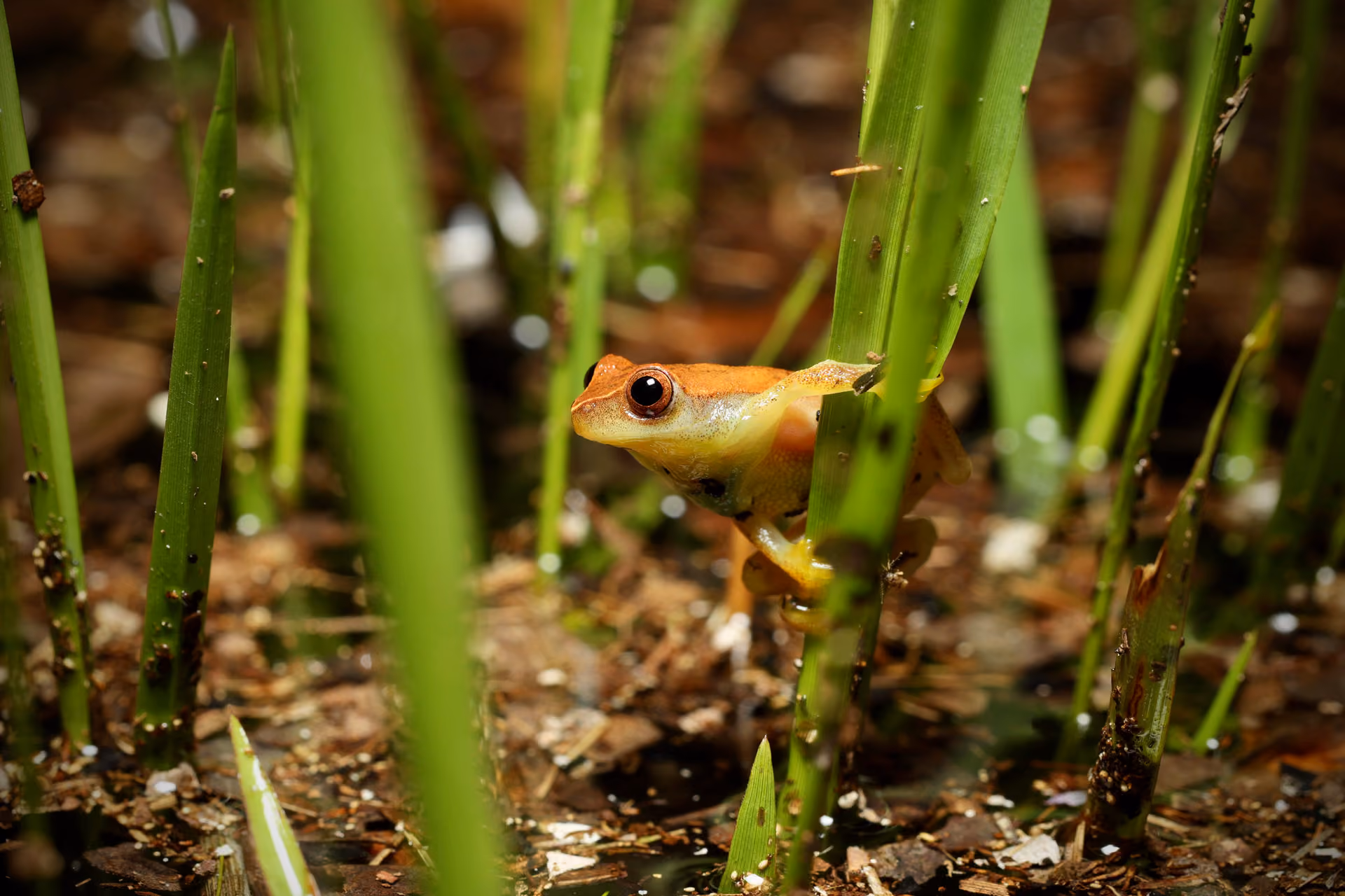 Especies amfibias, rana, Instituto Humboldt
