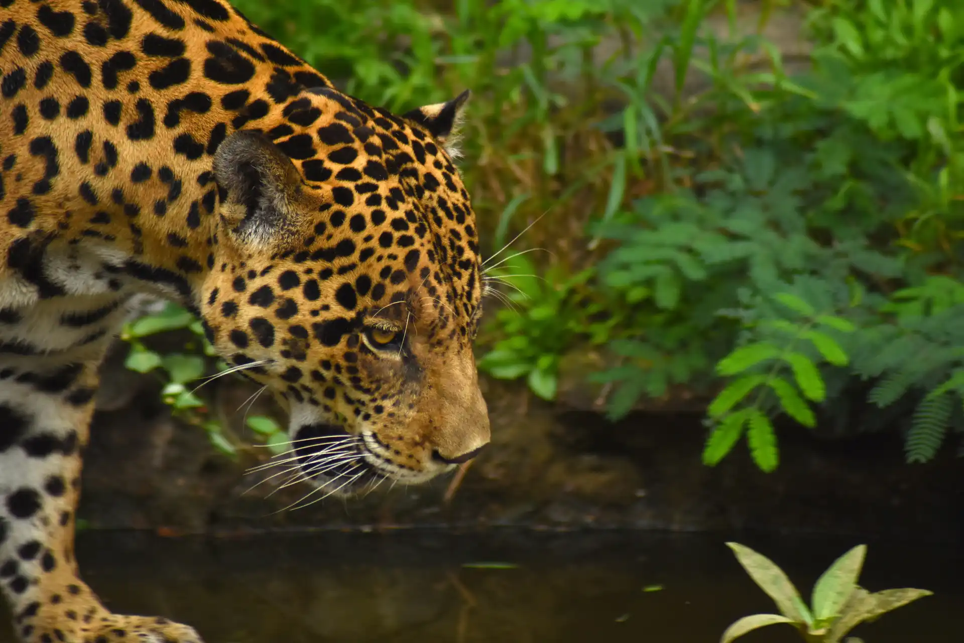 Jaguar a punto de tomar agua