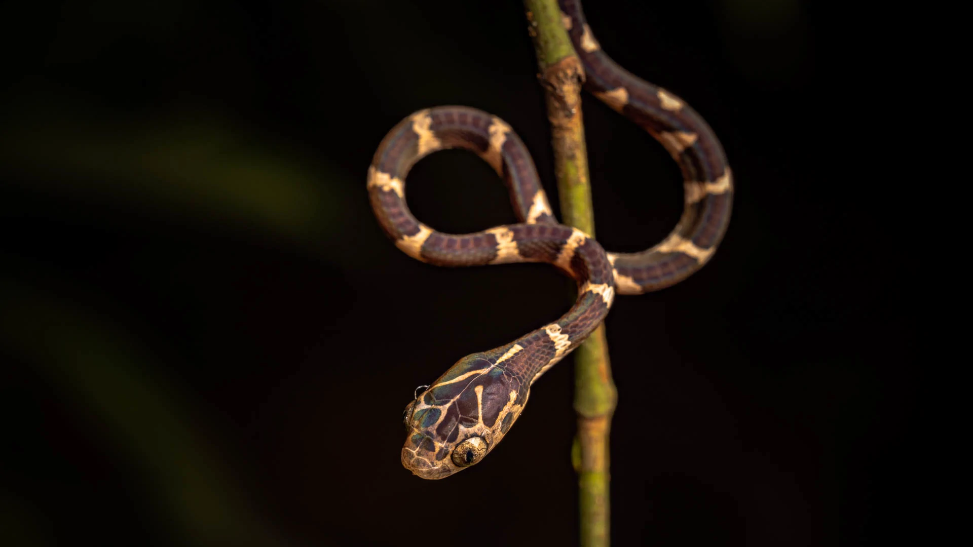 Jaguar a punto de tomar agua