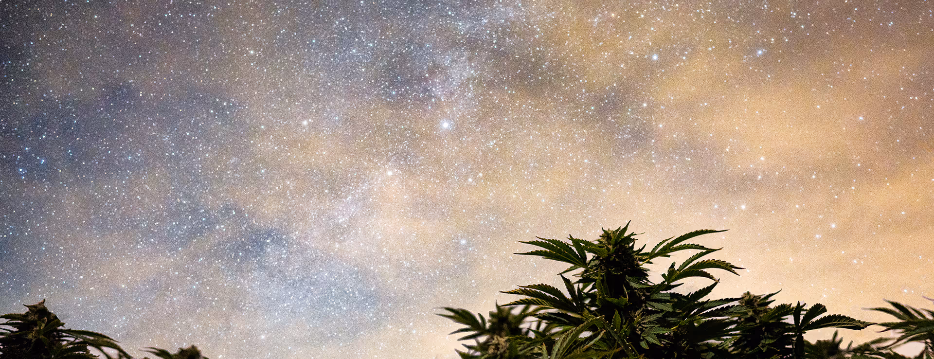 Milky way photography cannabis