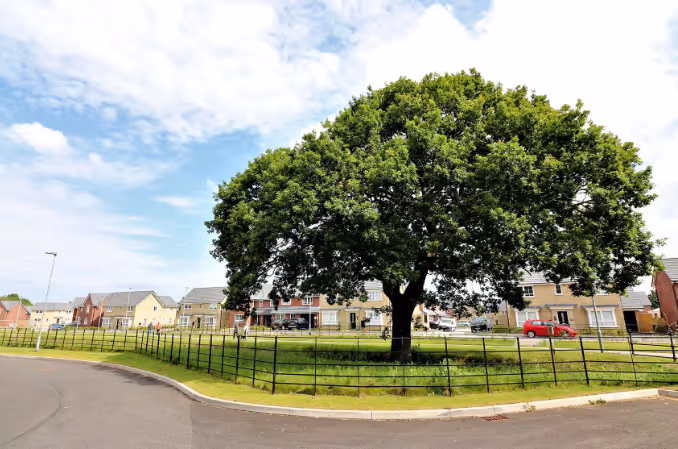 Arboricultural Impact Assessment: Pewterspear Green Road, Warrington