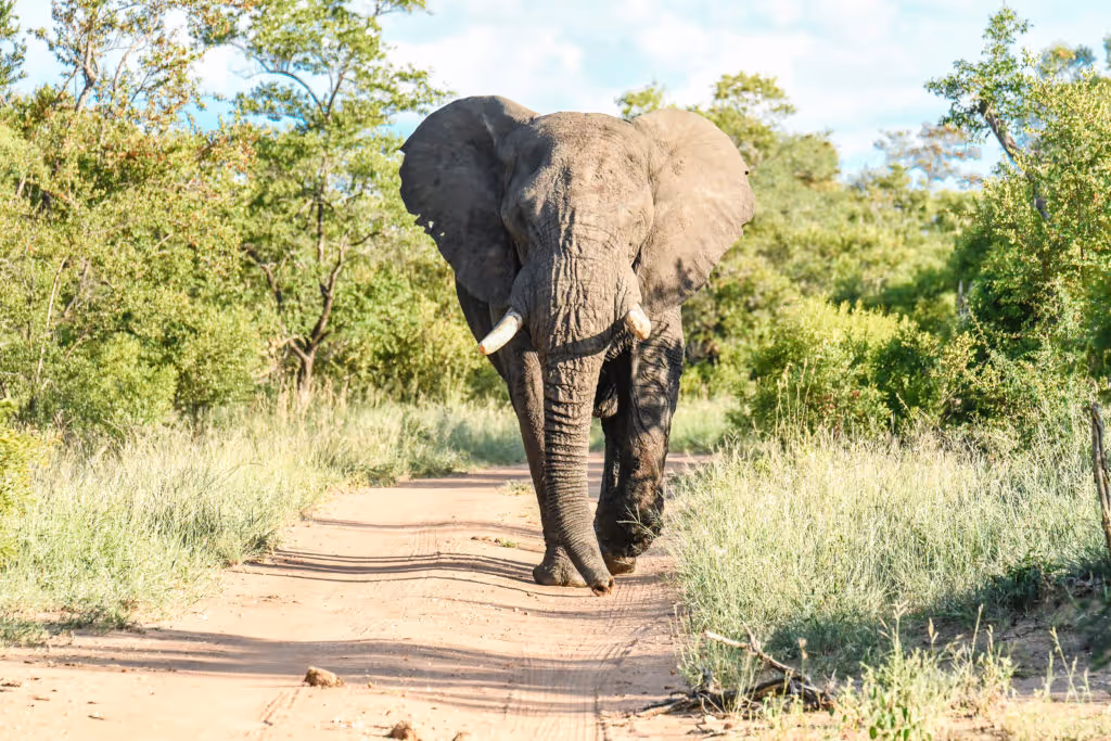 Elephant