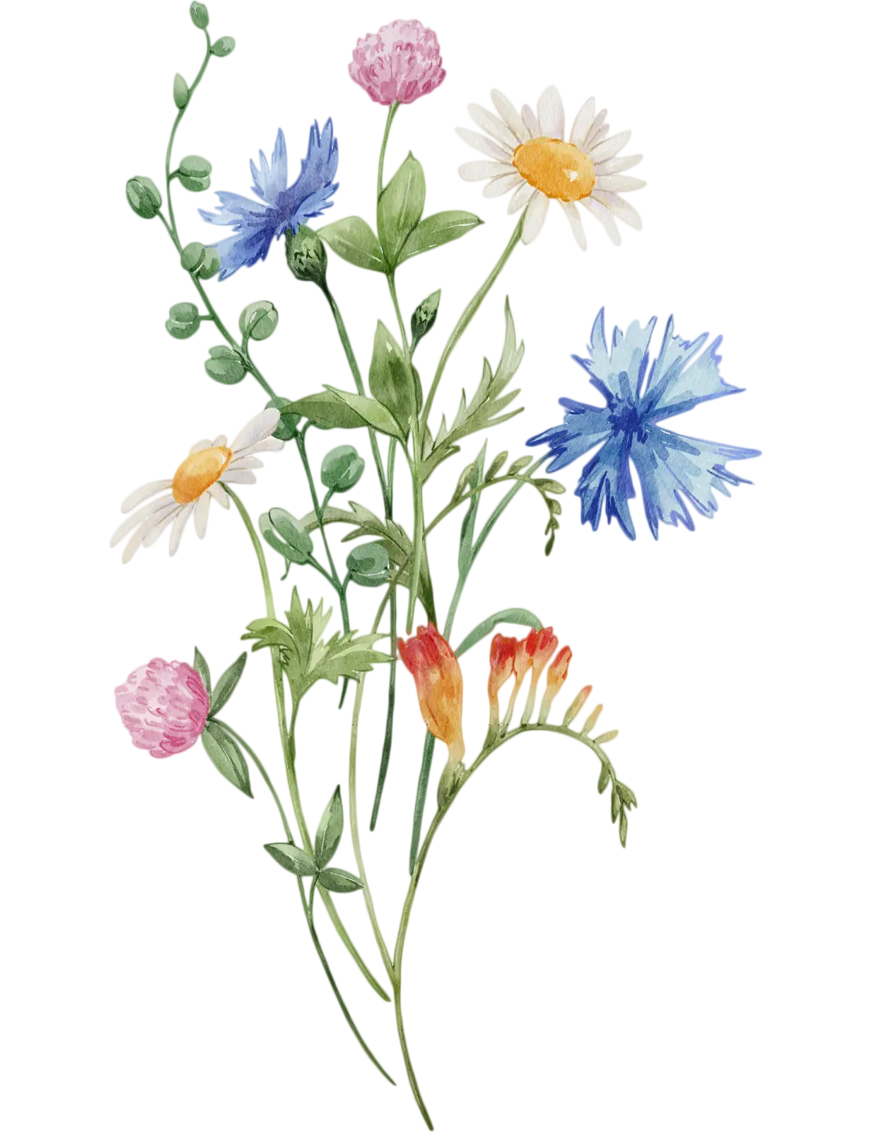 Watercolor wildflower bouquet with cornflowers, daisies and clover