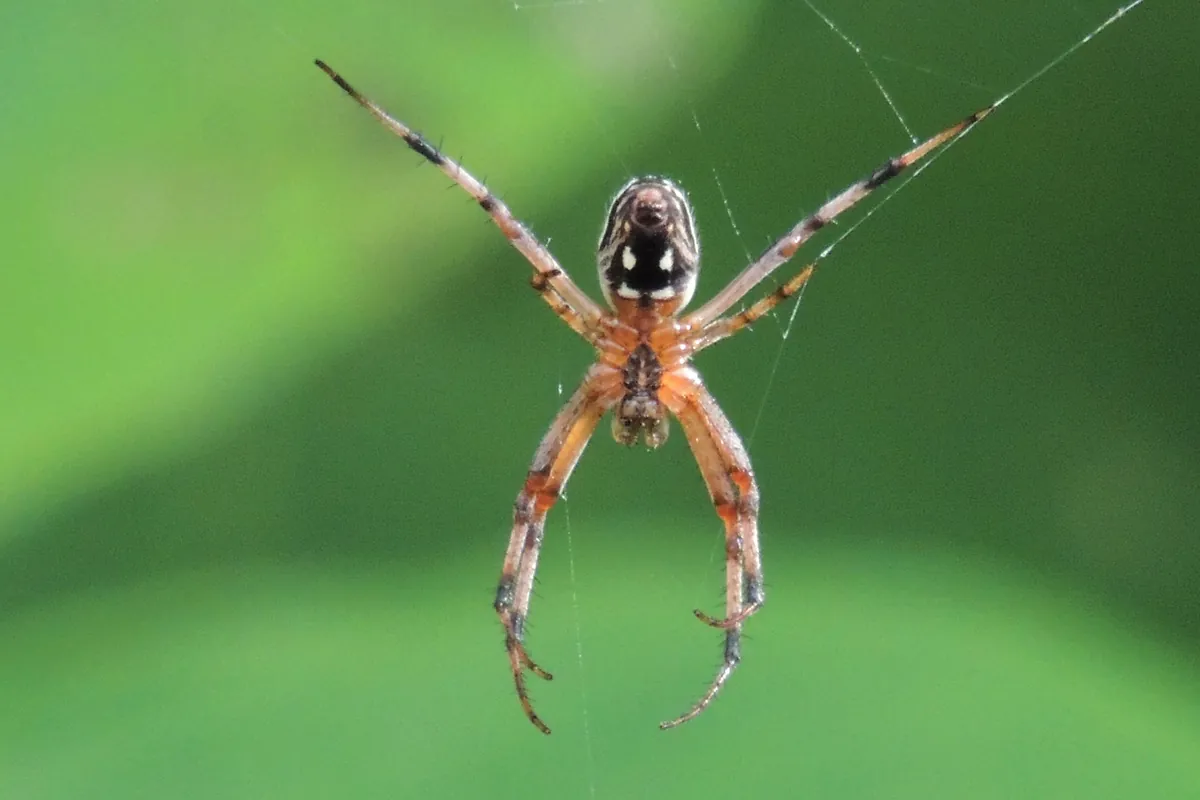A spider hangs upside down in its web against blurred green leaves.