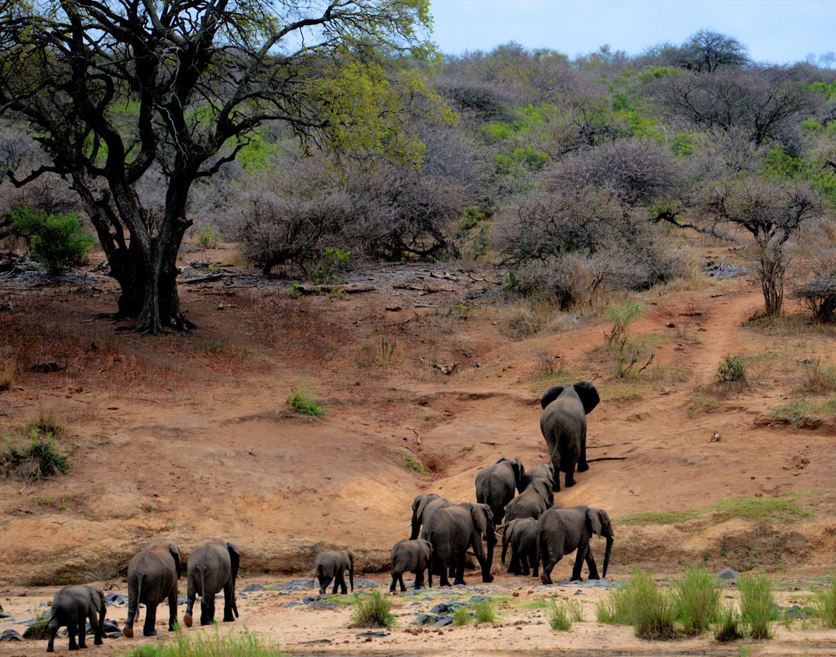 Botswana Citizenship by Investment for Southern African Investors 2026