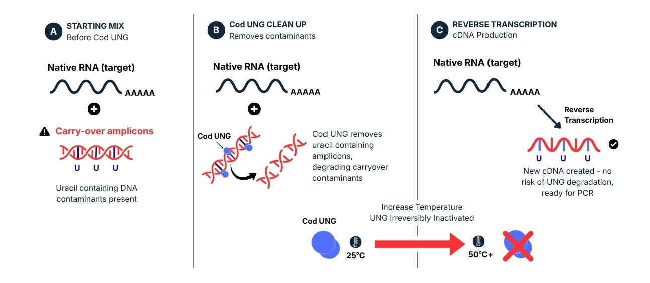 Workflow of UNGs work 