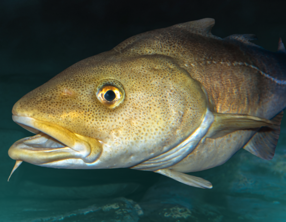 cod fish img