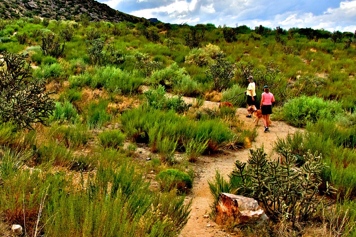 Two people with two dogs hiking in the Sandia Mountains