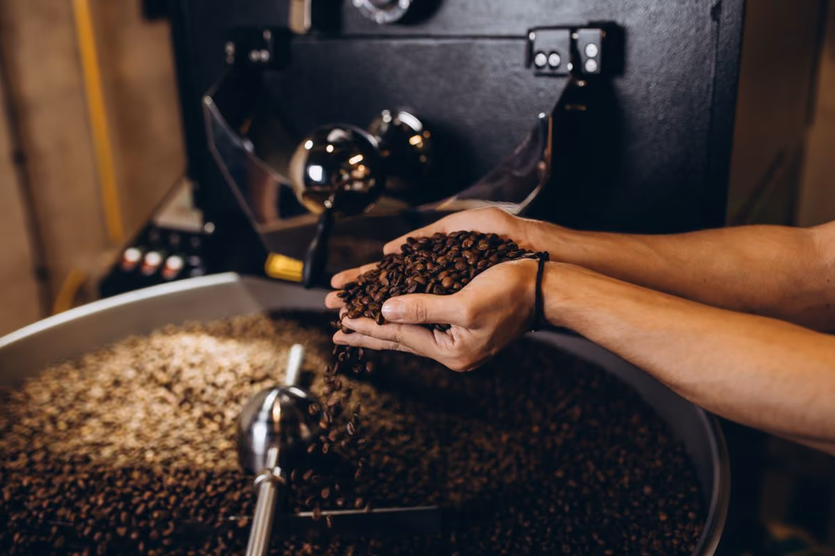Man's hands holding coffee beans next to a roasting machine