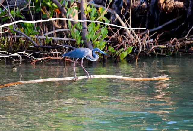 Heron standing on a branch over calm water surrounded by mangroves.