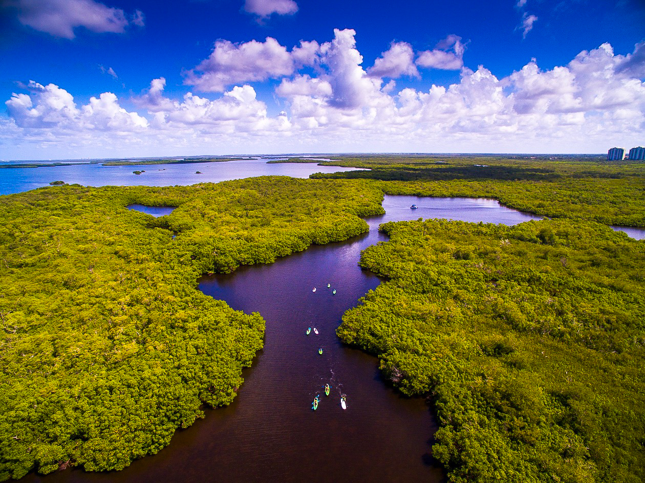 Aerial view of kayakers paddling through winding waterways surrounded by dense green mangroves.