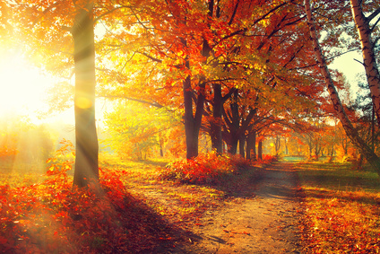 Fall. Autumn Park. Autumnal Trees and Leaves in sun rays