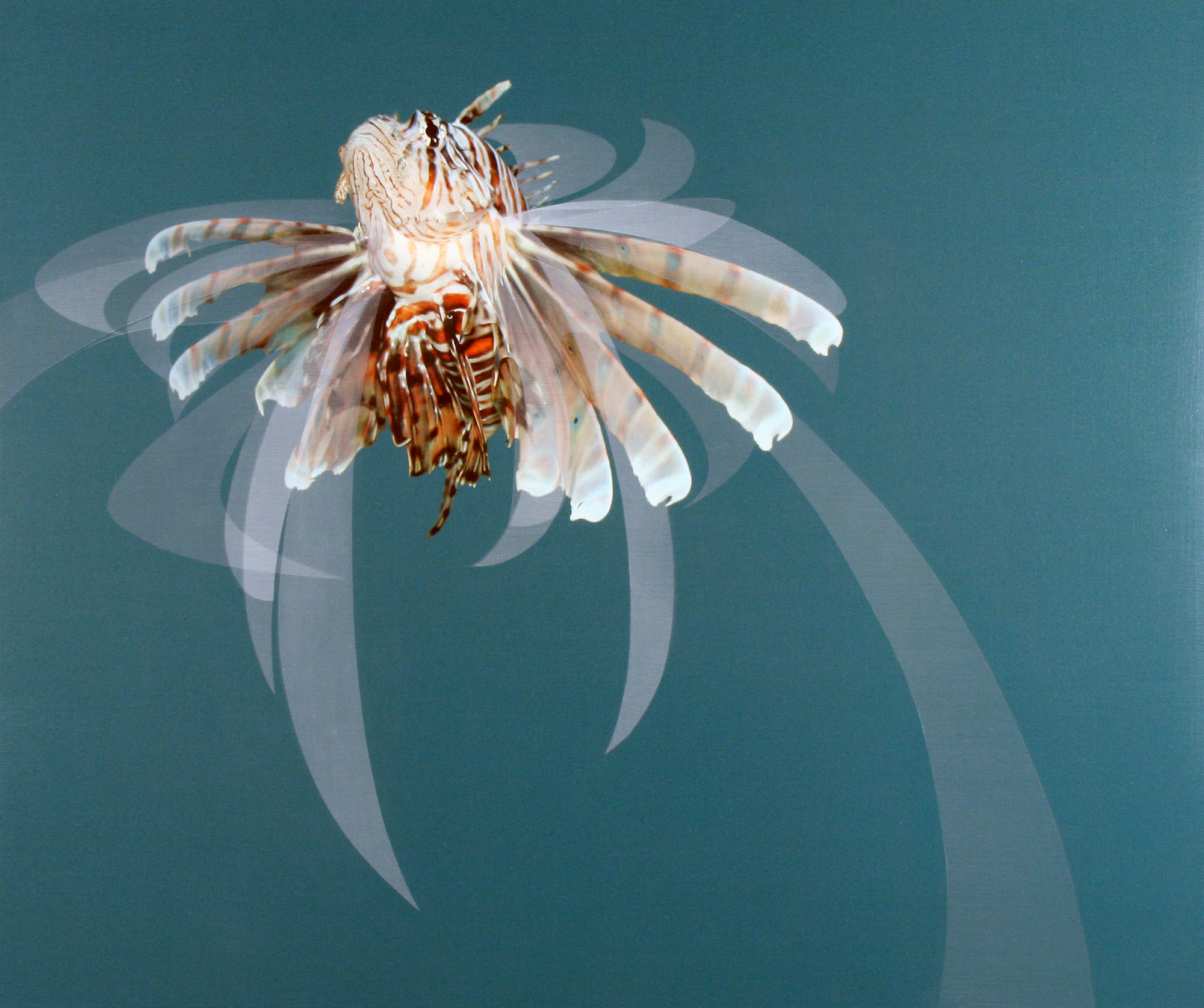 Lionfishgrowth 2, a painting by Ryan Hackett