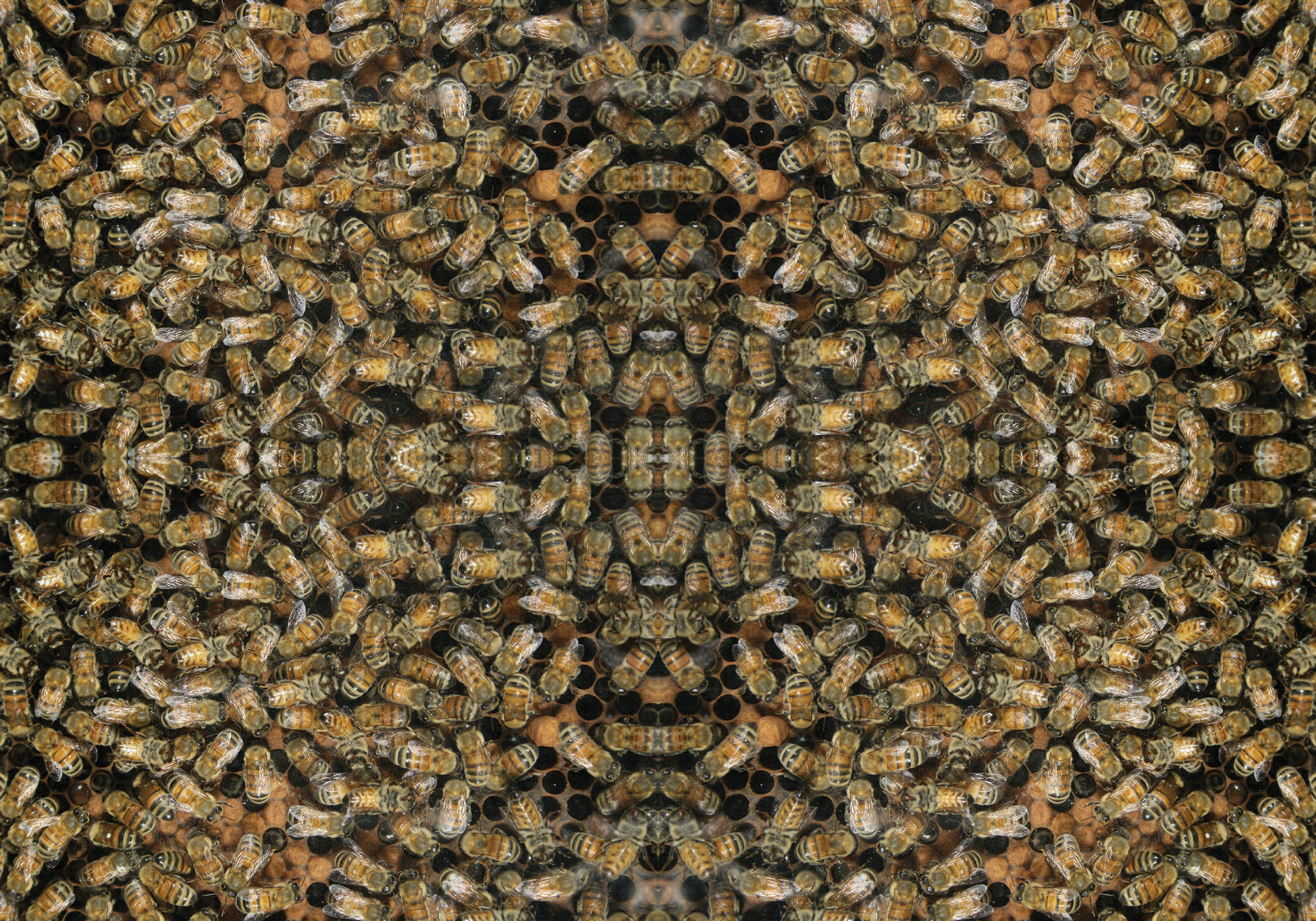 Archival pigment print by Ryan Hackett titled factual fictions, a mirrored pattern of honeybees on comb. Click on this image to view the work larger and see the full print.