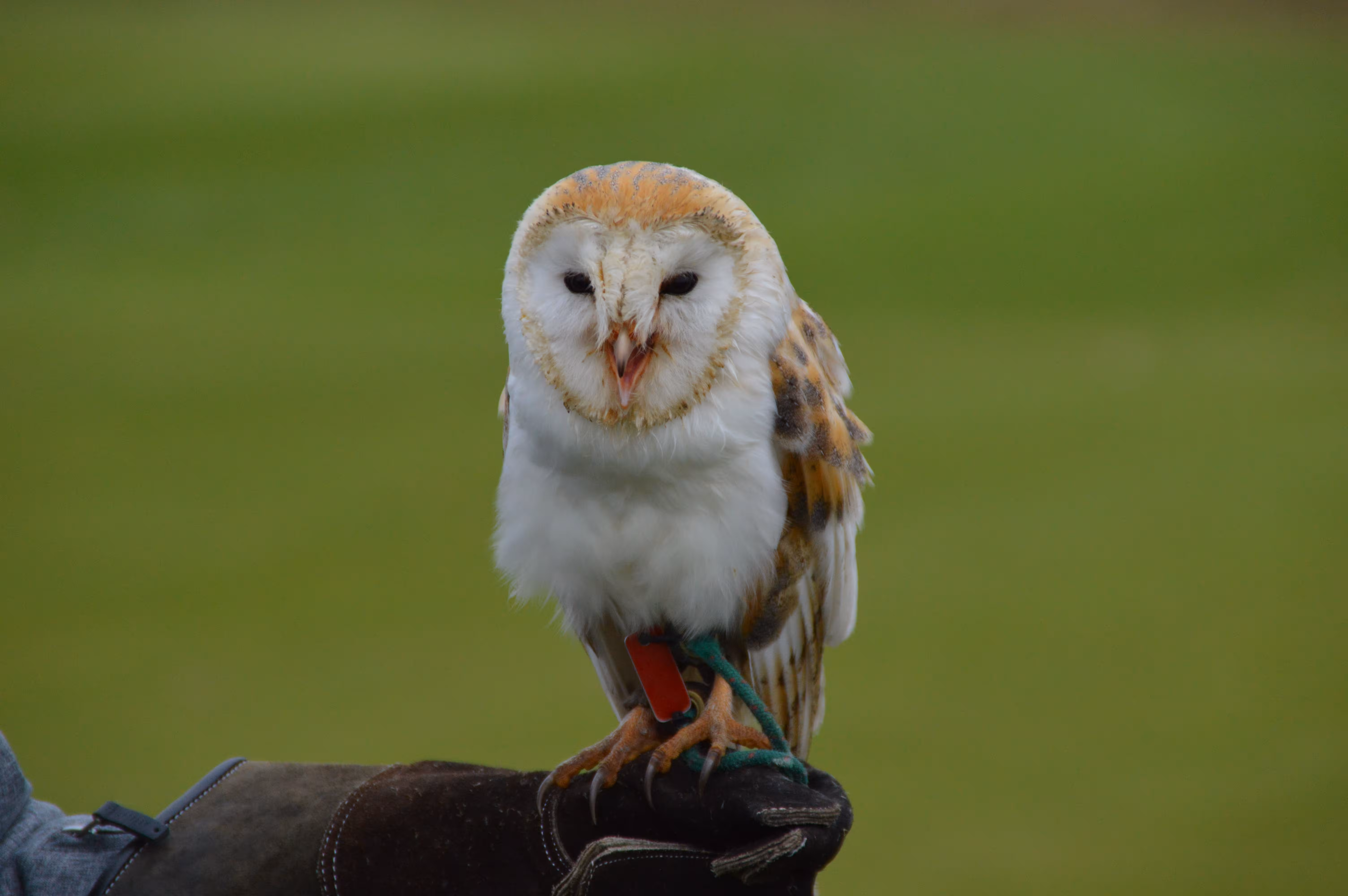 De Kerkuil op een handschoen tijdens de workshop met roofvogels