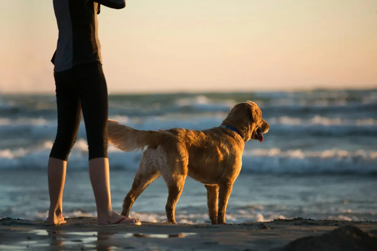 Person stands beside their dog on the shoreline of the Atlantic Ocean on Cape Cod.