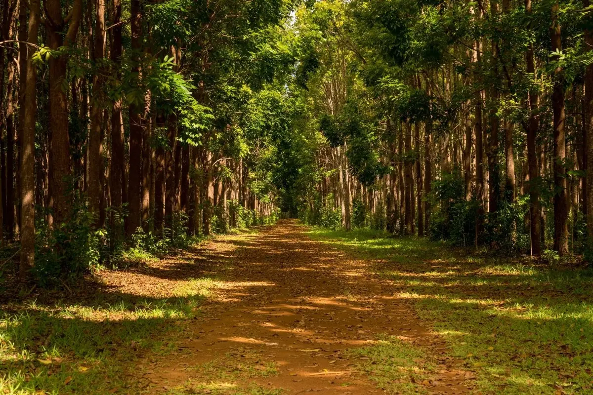 Pathway of the Loop trail or track leads through plantation of dense trees