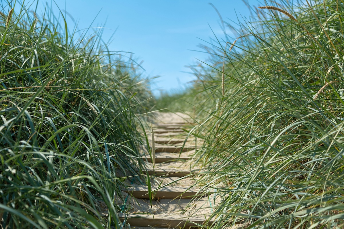 A narrow sandy dune path surrounded by long dune grass blowng in the summer breeze. The sky is clear, the weather is warm, the beach is just over the hill.