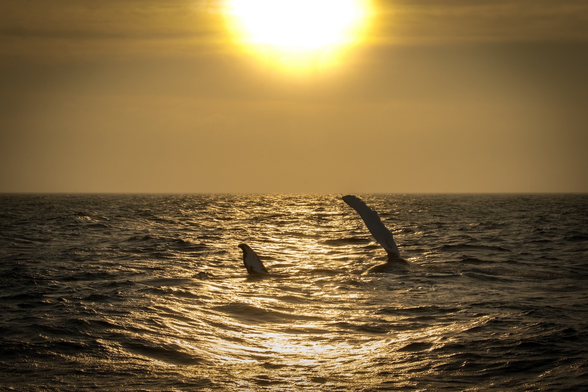 Sunset over Cape Cod Bay, whales swim in the water.