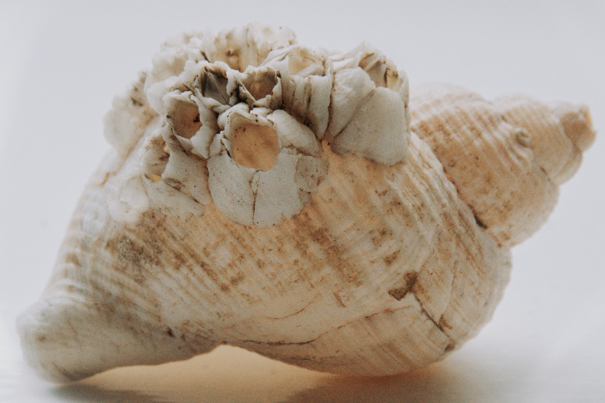 A conch shell pulled from Pleasant Bay in Orleans, MA on Cape Cod decorated with other smaller shells on sale in a shop.