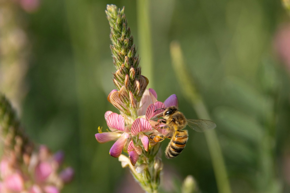 Bee on a flower doing spring pollin things on Cape Cod.