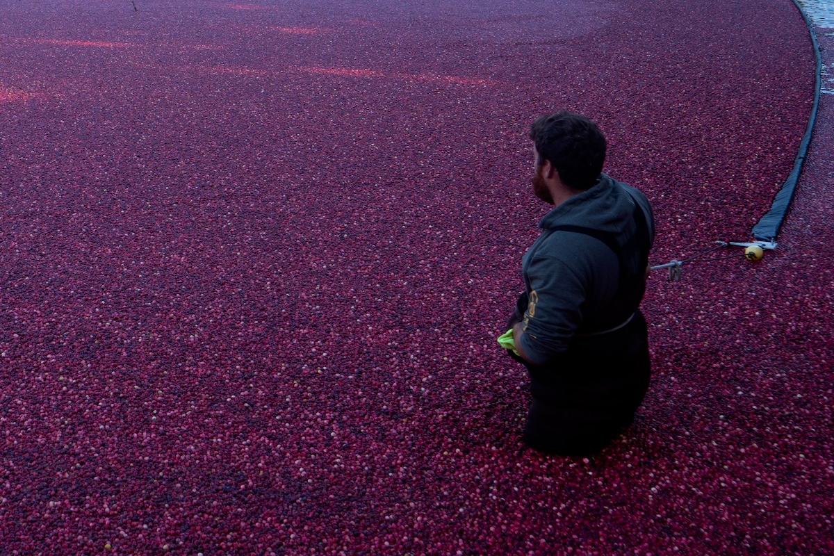 Workers harvest cranberries in a flooded pond surrounded in Orleans MA.