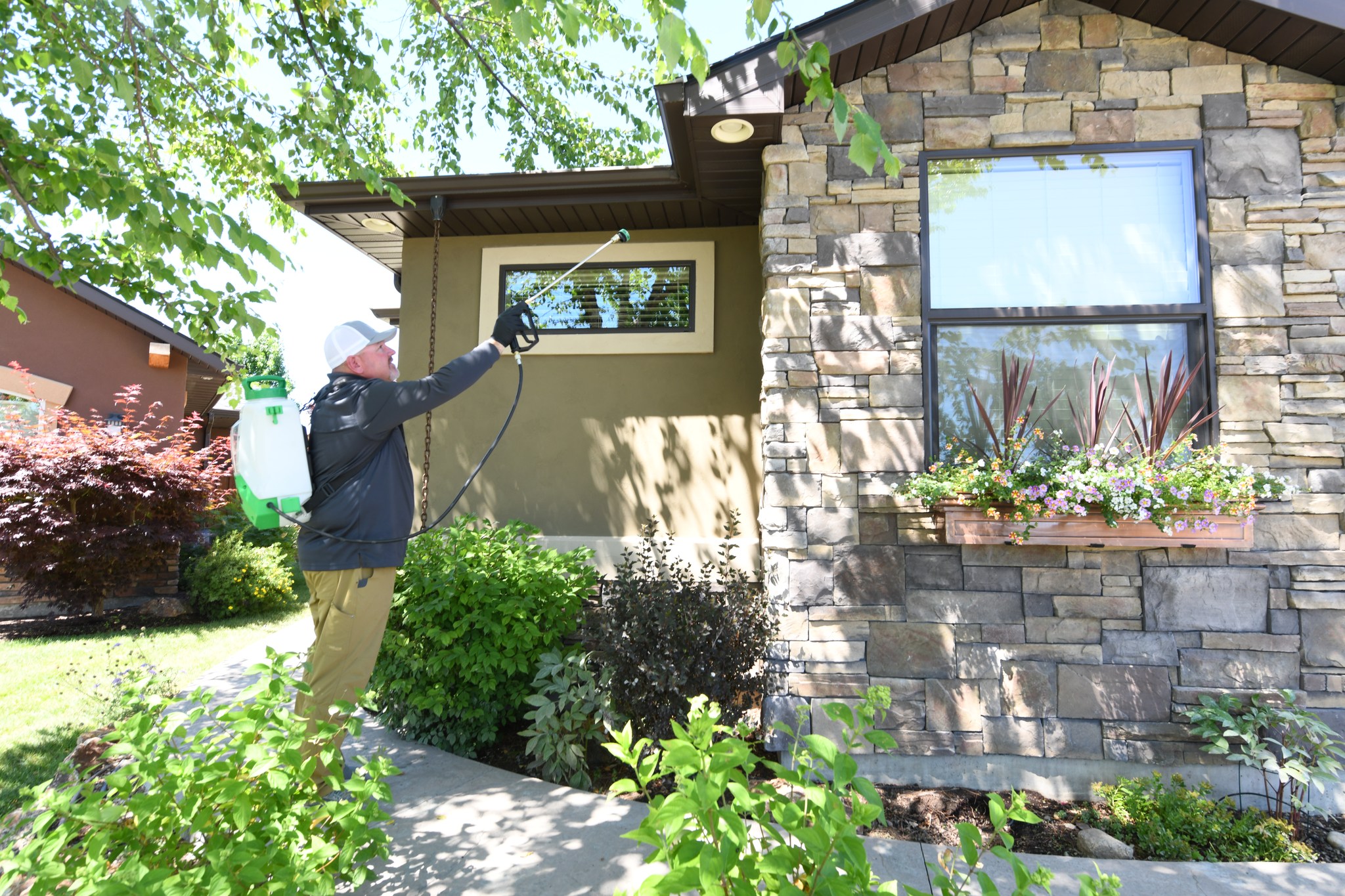 Ant pest control with pest technician