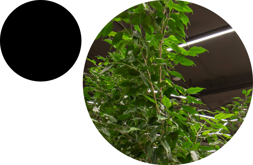 Внедрение Pimcore в ресторанном бизнесе - KT.Team