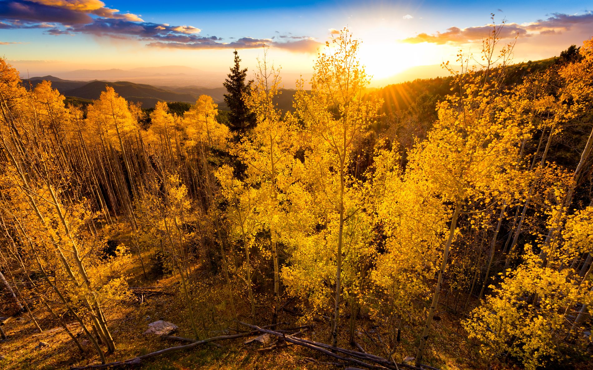 Mountains with trees with fall colors or yellow