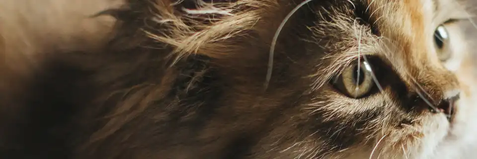 Mascotas