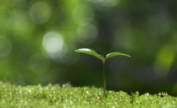 DIALOG Sustainable & Renewables