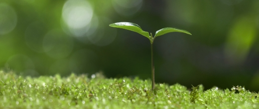 DIALOG Sustainable & Renewable