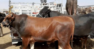 عجول العشر الأواخر مع مؤسسة مرقاة الخيرية