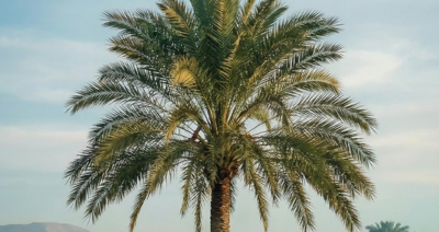 زراعة النخيل  مع صناع الحياة الجيزة