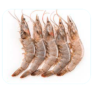 Camarón con cabeza 20 / 30