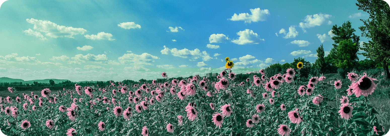 A sunflower field against a very blue sky