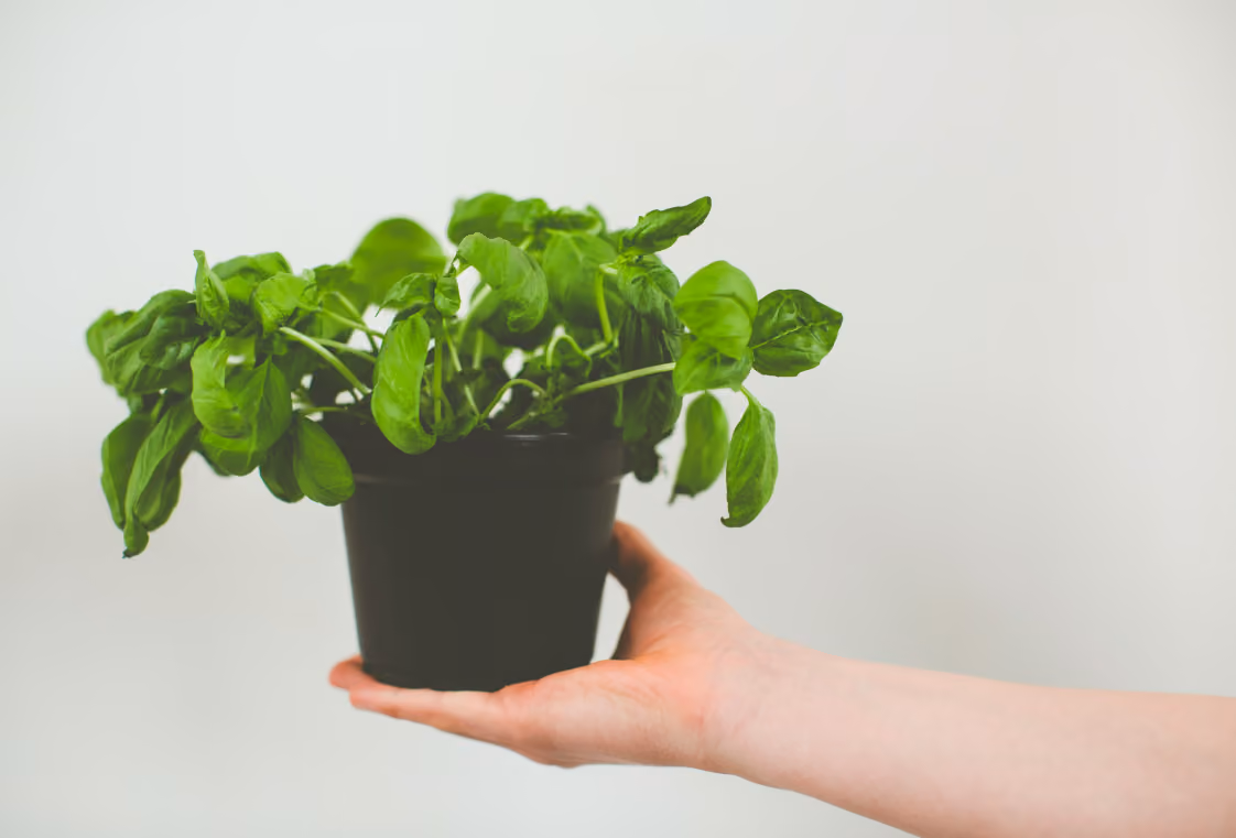 Hand holding a small black pot with a lush green basil plant against a plain light wall