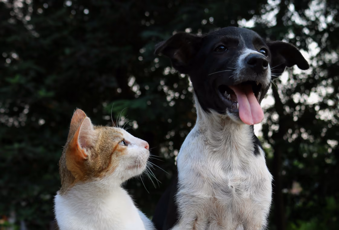 Small black-and-white dog and white-and-orange cat sitting side by side outdoors with soft green foliage behind them