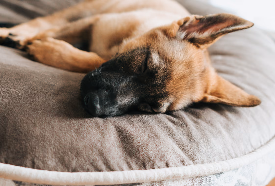 German shepherd puppy asleep on a plush round dog bed with a cream piped edge