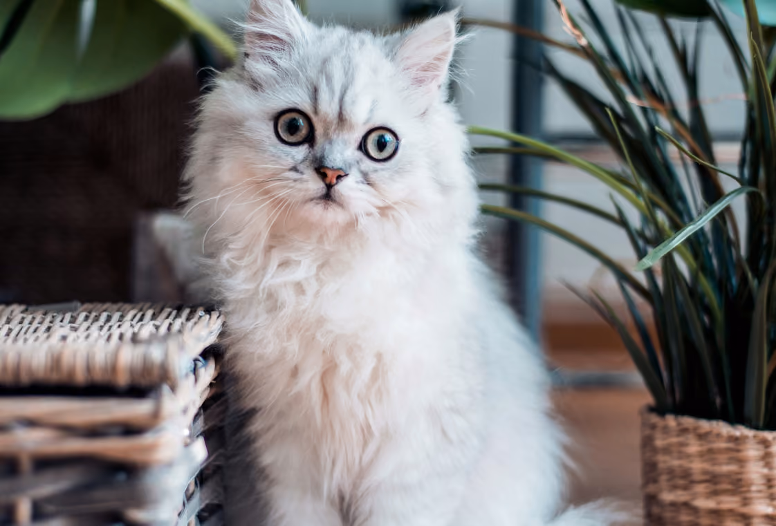 Fluffy white and grey kitten sitting between a wicker basket and a potted plant