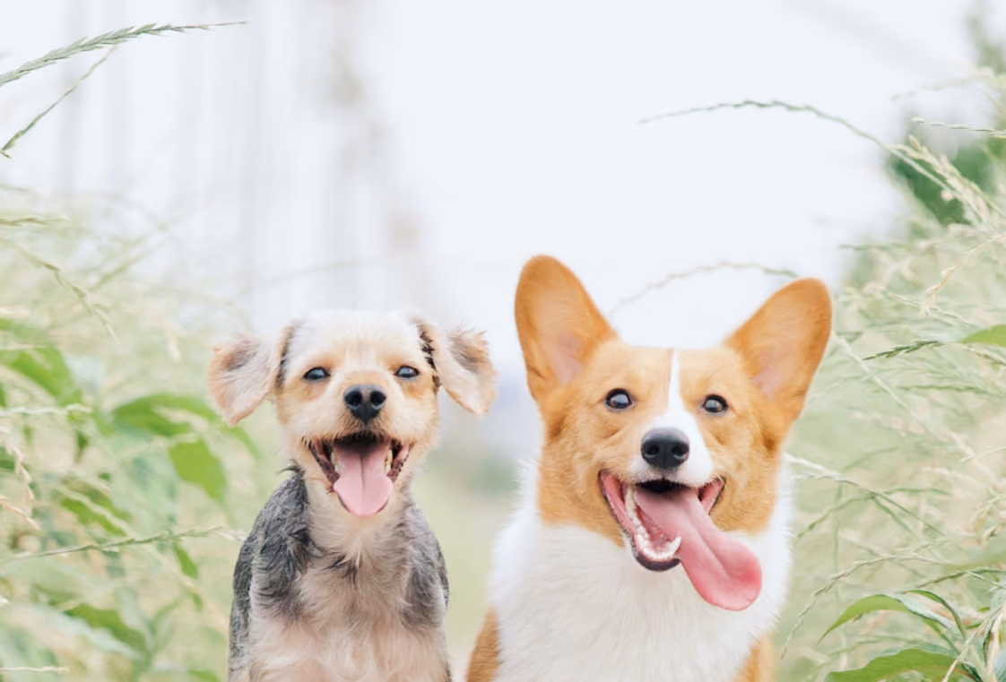 Small terrier mix and a corgi panting together in tall sunlit grass